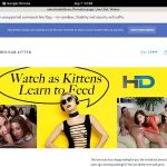 Americankittens Account 2015
